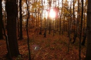 Jesień w lesie na Pańskiej Górze