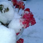 Róże kwitnące w grudniu i przysypane śniegiem w Andrychowie