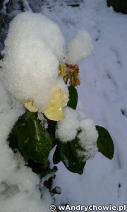 Róże kwitnące w grudniu i przysypane śniegiem - Andrychów 2017