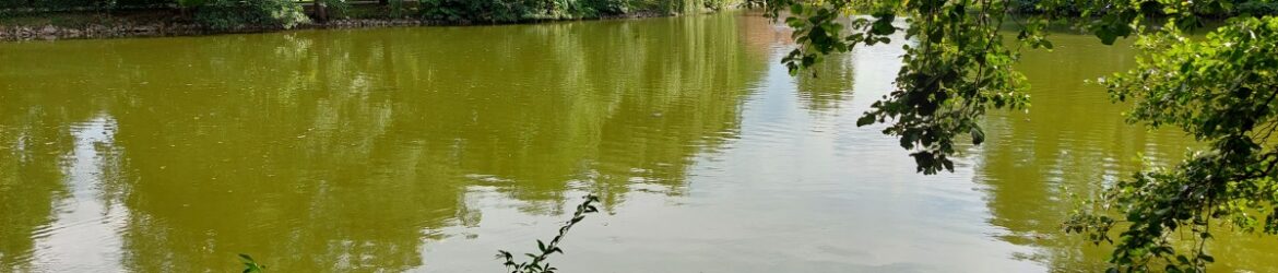 Staw w parku miejskim w Andrychowie. Pływający żółw w oddali.